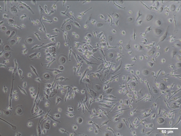 Primary Kupffer Cells | Becytes Biotechnologies