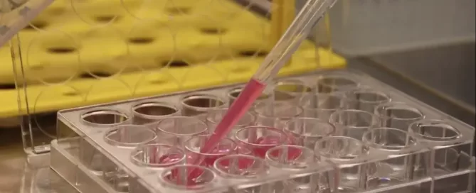 How to Improve Hepatocyte Viability in Long-Term Cultures