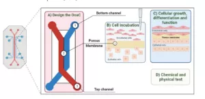 What Is Organ-on-Chip Technology